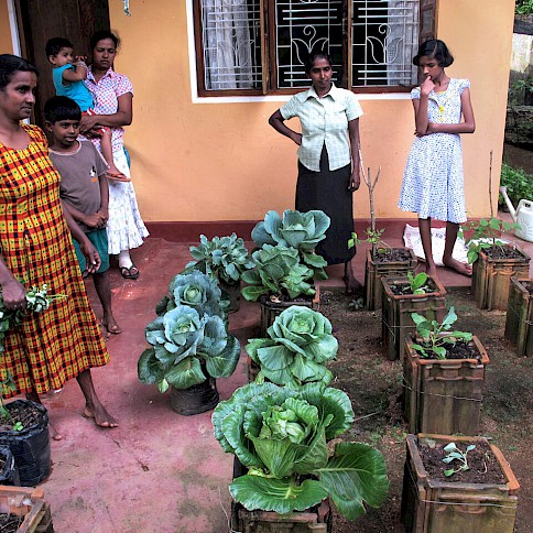 Projekt: Home Gardening zur Lebensmittelversorgung